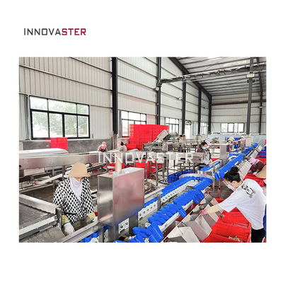 Funktion 500 kg Gewichtssortiermaschine für die optimale Sortierung von Obst und Gemüse